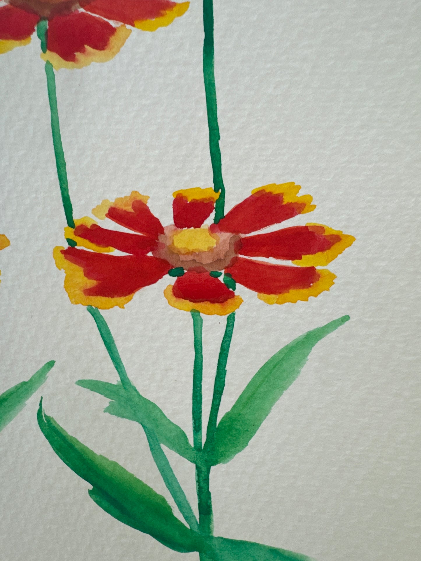 Blanket Flowers