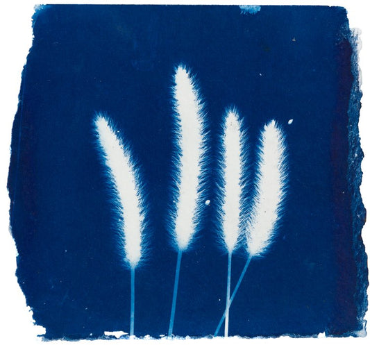 Giclée Print - Still Here