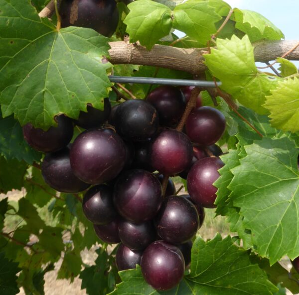Muscadine Grape Jam (Store Pick Up Only)