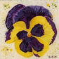 Pansy Coaster