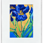 "Iris at Sunrise" 8 x 10