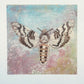 Moth