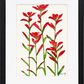 Indian Paintbrush