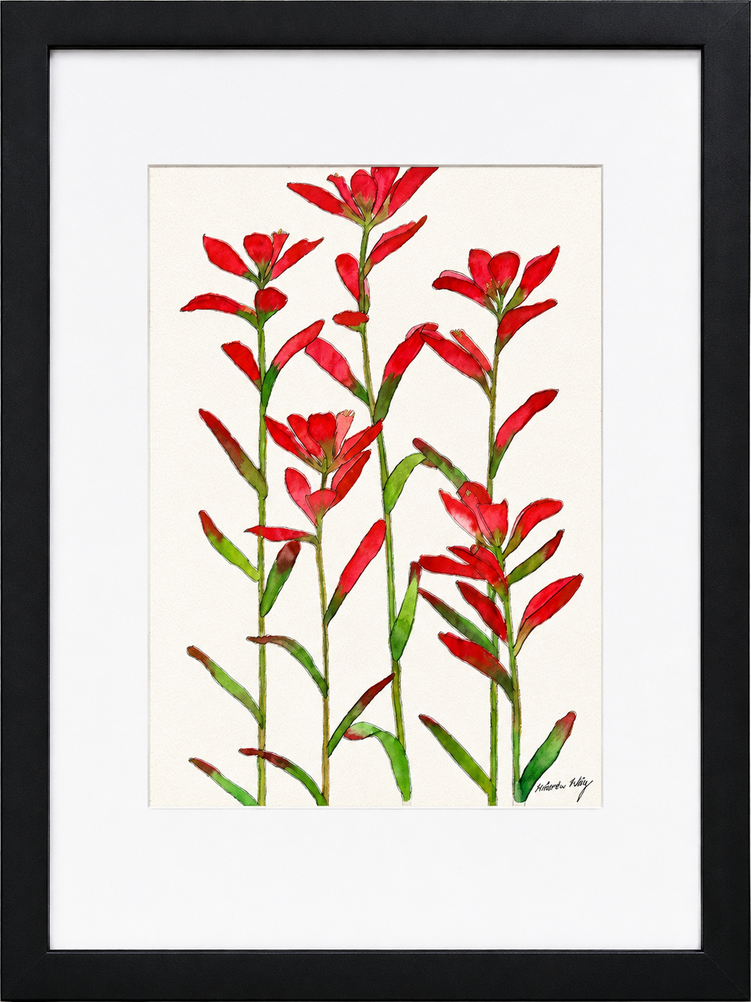 Indian Paintbrush