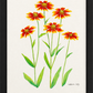 Indian Paintbrush