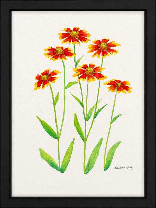 Indian Paintbrush