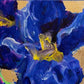 Iris and Gold