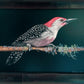 Red-Bellied Woodpecker  Scratchwork