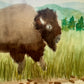 One Buffalo