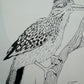Road Runner
