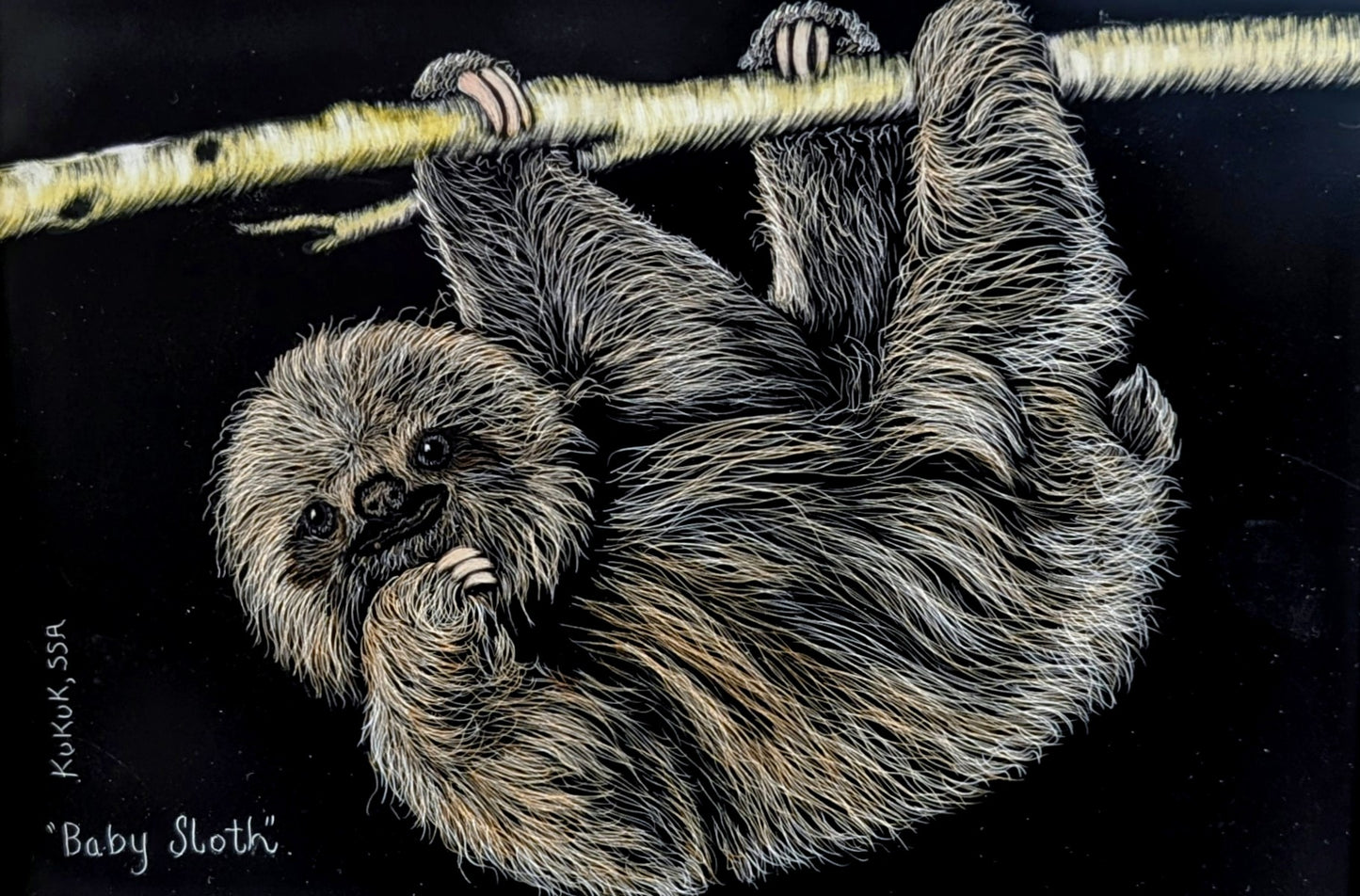 Baby Sloth