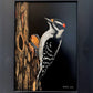 Downy Woodpecker
