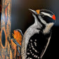 Downy Woodpecker