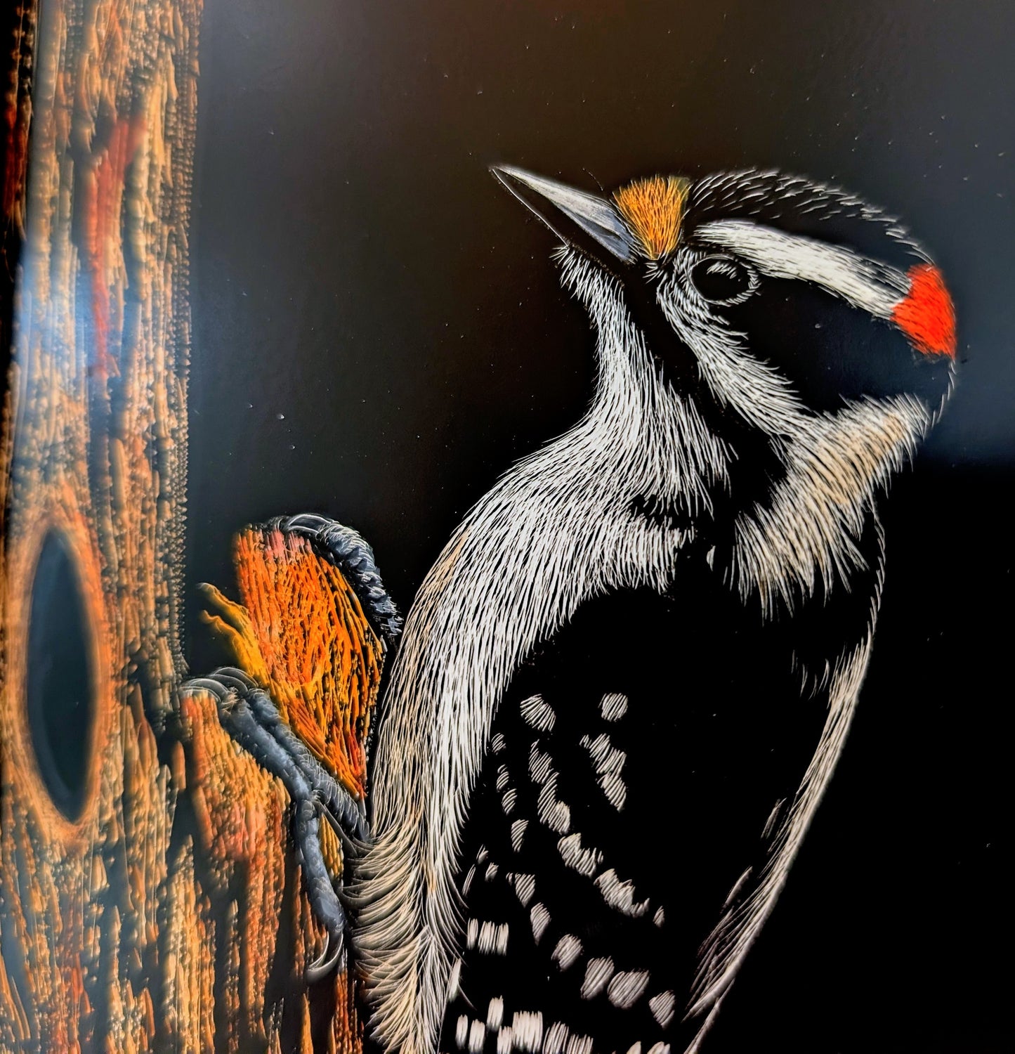 Downy Woodpecker