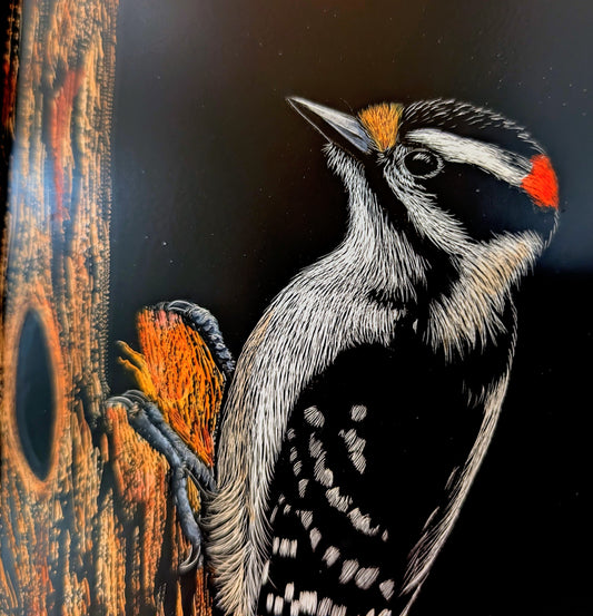 Downy Woodpecker