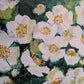 Cherokee Roses
