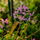 Henbit Sticker