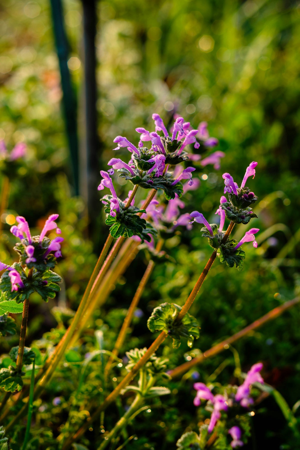 Henbit Sticker